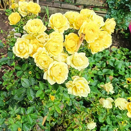 Apartment Rose House *