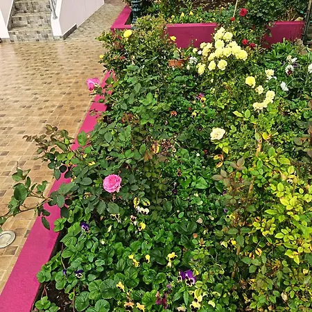 Rose House Ribeira Brava