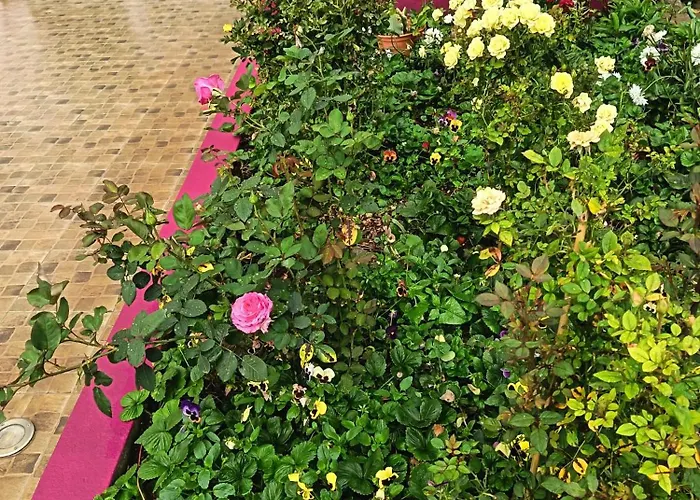 Rose House 里贝拉布拉瓦